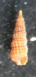 Cerithiopsis jeffreysii