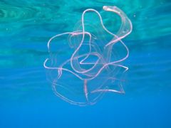 Cestidae
