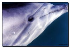 Delphinidae