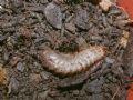 Cetonia aurata pisana