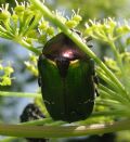 Cetonia aurata pisana