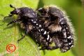 Oxythyrea funesta