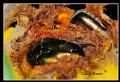 Cetonia aurata sicula