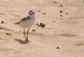 Charadrius alexandrinus alexandrinus