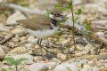 Charadrius dubius