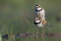 Charadrius dubius