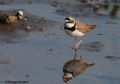 Charadrius dubius