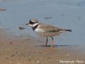 Charadrius hiaticula