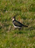 Vanellus vanellus