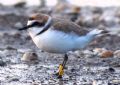 Charadrius alexandrinus