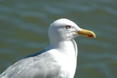 Laridae