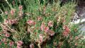 Salsola oppositifolia