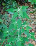 Chenopodium album