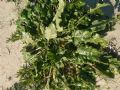 Beta vulgaris