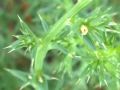 Salsola tragus subsp. pontica