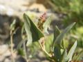 Atriplex prostrata