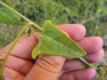 Atriplex prostrata