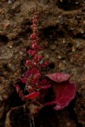 Oxybasis chenopodioides