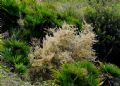 Salsola oppositifolia