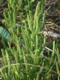 Salicornia perennans