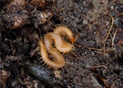 Geophilomorpha