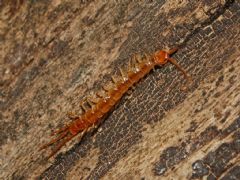 Lithobiomorpha