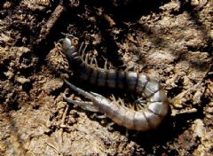 Scolopendromorpha