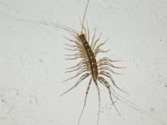 Scutigeromorpha