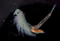 Chirocephalus diaphanus