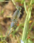 Chirocephalus  