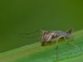 Chironomus sp.