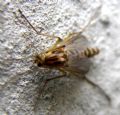 Chironomus sp.