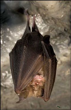 Rhinolophidae