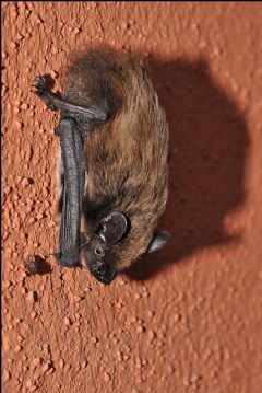 Vespertilionidae