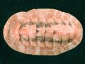 Chiton corallinus