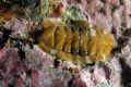 Chiton olivaceus