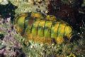 Chiton olivaceus