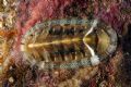 Chiton olivaceus