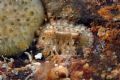 Chiton olivaceus