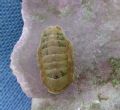 Chiton phaseolinus