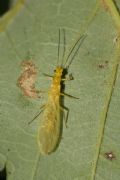 Siphonoperla sp.