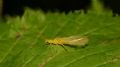 Chloroperla sp.