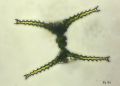 Chlorophyta