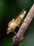 Meromyza sp.