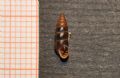 Chondrina megacheilos caziotana