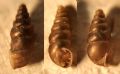 Chondrina feneriensis