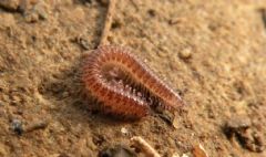 Anthroleucosomatidae