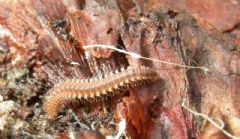 Craspedosomatidae