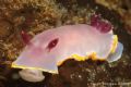 Chromodoris purpurea