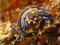 Hypselodoris villafranca